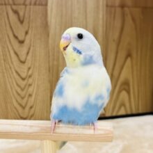 【最新画像更新🪄ひとり餌☆】ぱっちりおめめ✨️セキセイインコ(パステルレインボーパイド) ヒナ