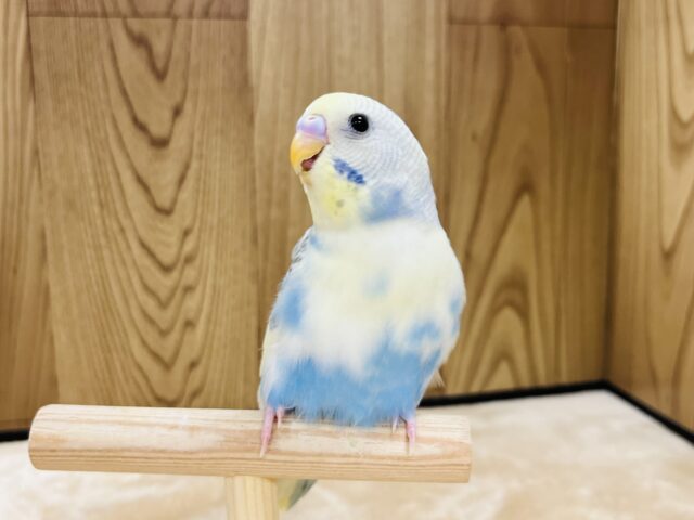 【最新画像更新🪄ひとり餌☆】ぱっちりおめめ✨️セキセイインコ(パステルレインボーパイド) ヒナ