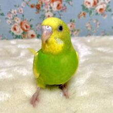 セキセイインコ  イエロースパングルパイド  🐤💛･.｡*