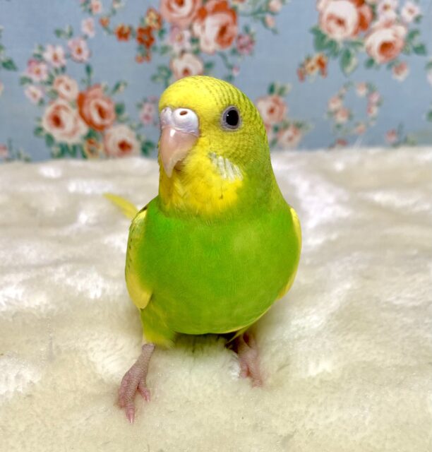 セキセイインコ イエロースパングルパイド 🐤💛･.｡*