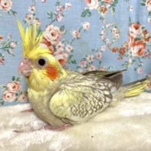 オカメインコ  シナモンパール 🧸🤎＋°｡