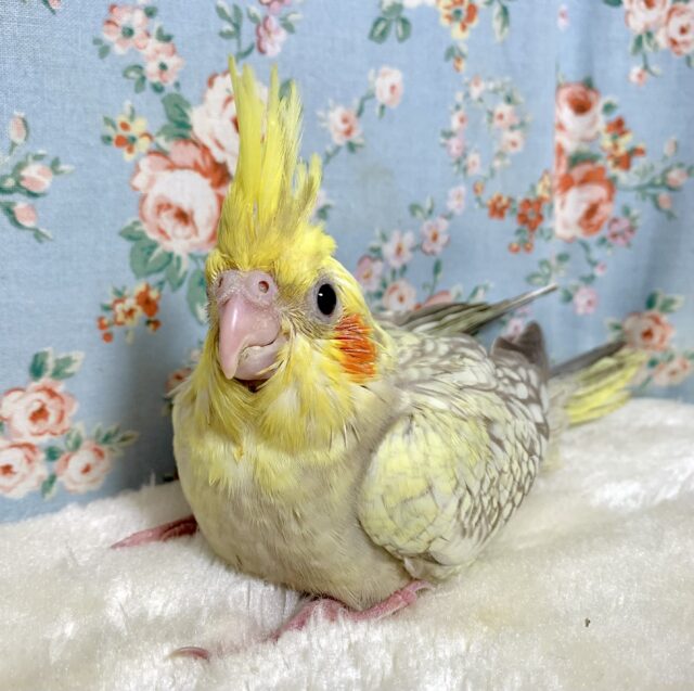 オカメインコ