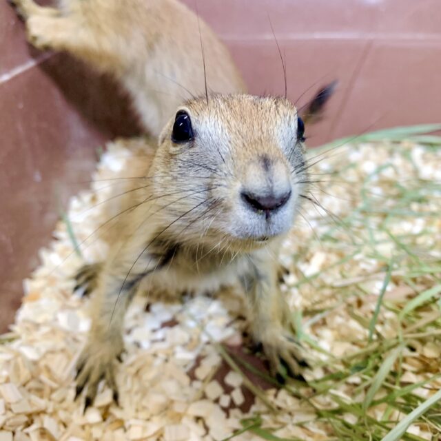 プレーリードッグ