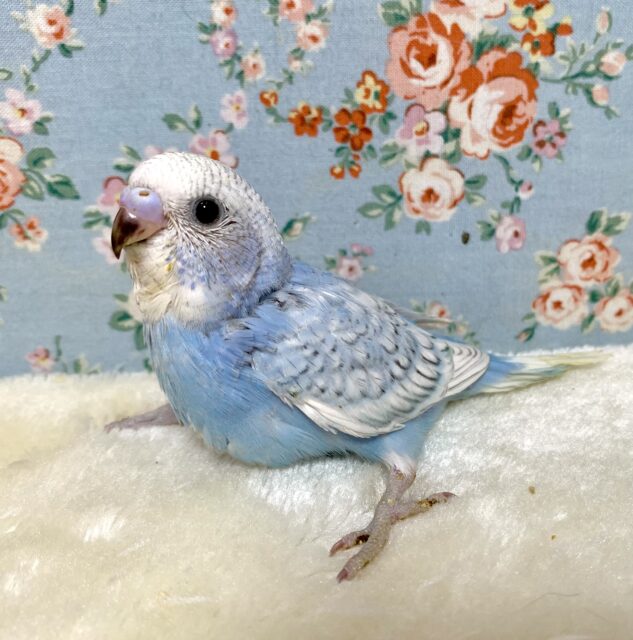 セキセイインコ ブルースパングル 🪞💎‪