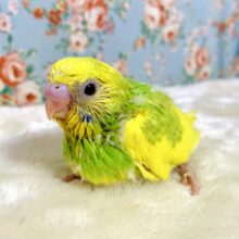セキセイインコ  ウイングイエロースパングルパイド  💛🐥🌼