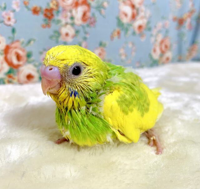 セキセイインコ ウイングイエロースパングルパイド 💛🐥🌼