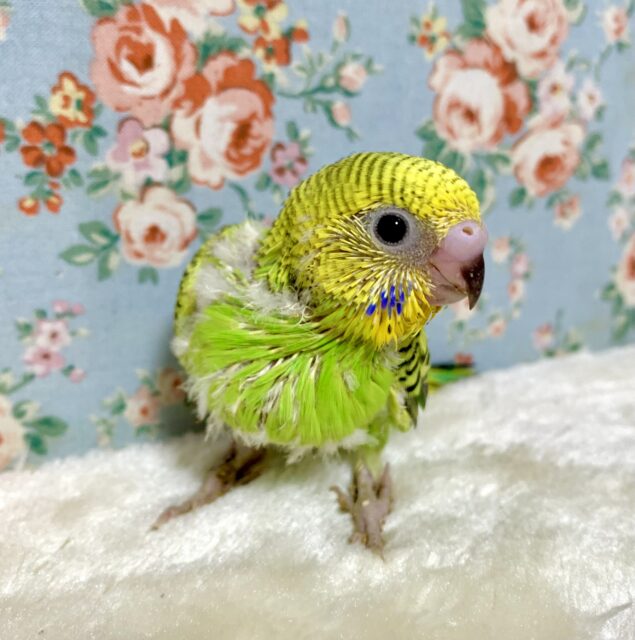 セキセイインコ