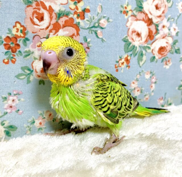 セキセイインコ ノーマルグリーン 🍀💚.:｡+ﾟ