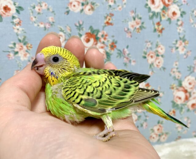 セキセイインコ