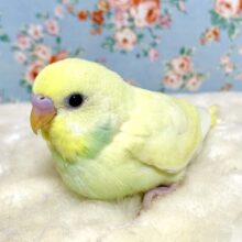 セキセイインコ  クリーム×エメラルド  .🍨🍌🍏.｡.:*・°
