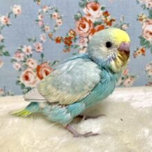 セキセイインコ  パステルレインボースパングル  🫧️🩵･.｡*