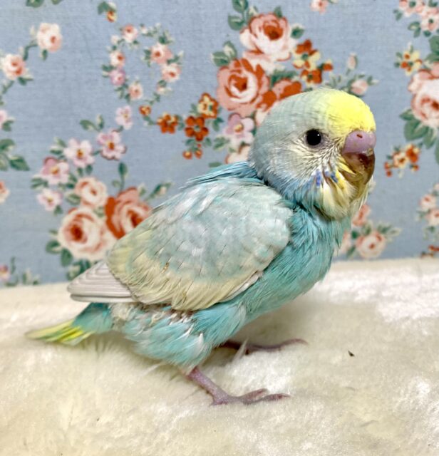 セキセイインコ パステルレインボースパングル 🫧️🩵･.｡*