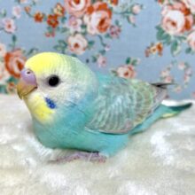 セキセイインコ   パステルレインボー 🩵🐥 ｡・:＋°