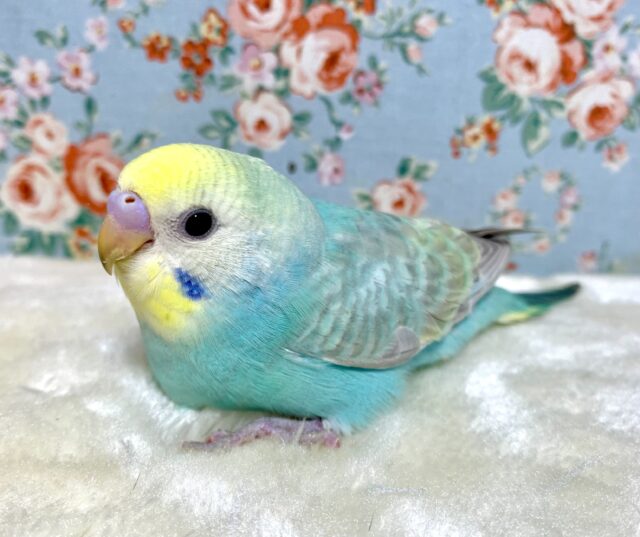 セキセイインコ パステルレインボー 🩵🐥 ｡・:＋°