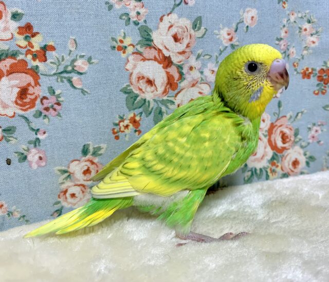 セキセイインコ イエロースパングル 🌱💛٭