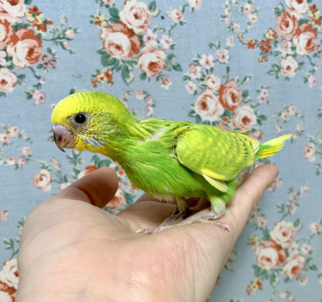 セキセイインコ