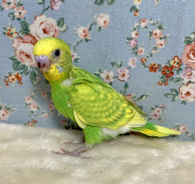 セキセイインコ