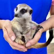 小さくて可愛い❣️ミーアキャット 2023年4月生まれ