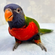 馴れてるよ❣️ゴシキセイガイインコ　2022年12月生まれ