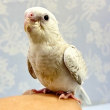 人気！オカメインコ(ホワイトフェイスシナモンパールパイド) 2023年6月生まれ