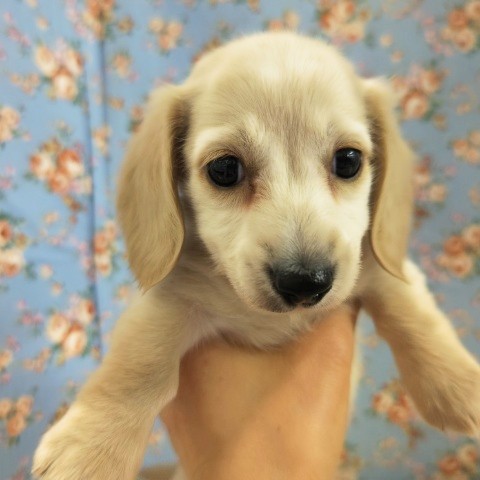 ミニチュアダックス