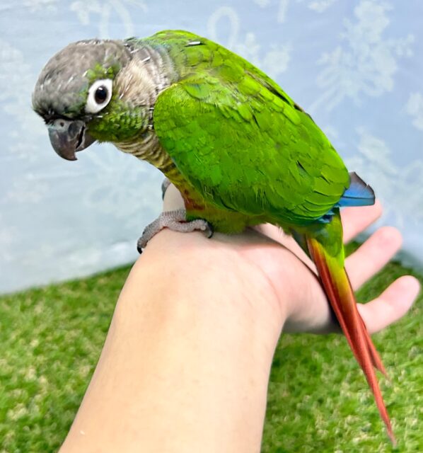 ホオミドリウロコインコ