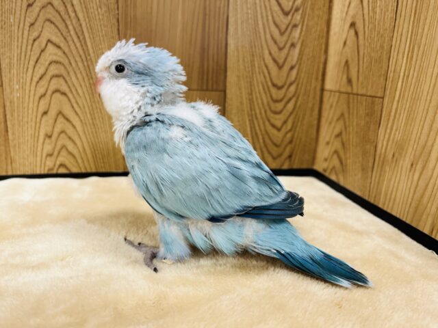 オキナインコ