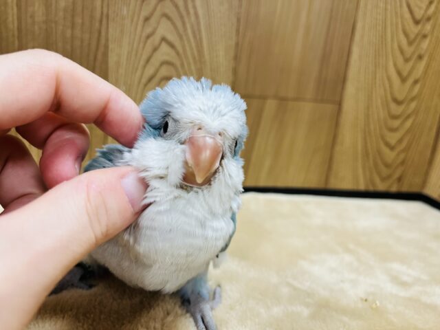 オキナインコ