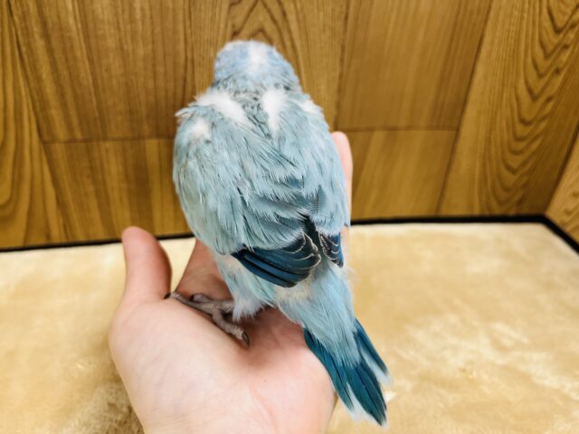 オキナインコ