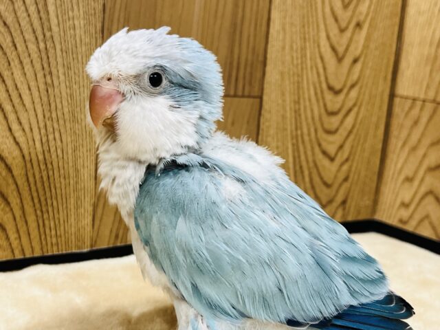 オキナインコ