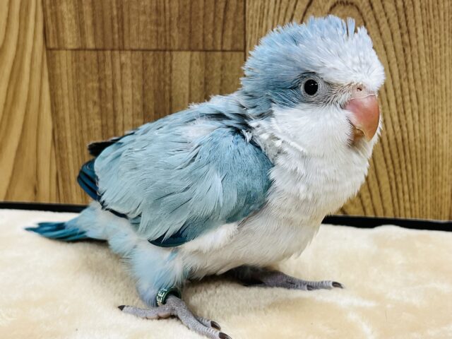 オキナインコ