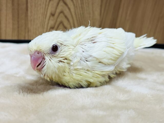 サザナミインコ