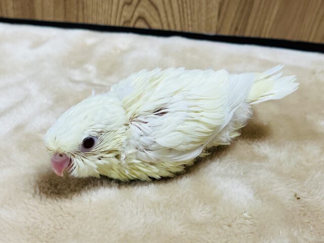 サザナミインコ