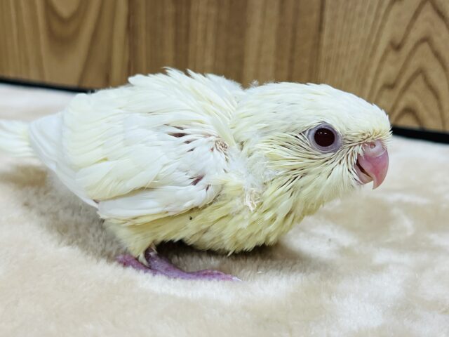 サザナミインコ