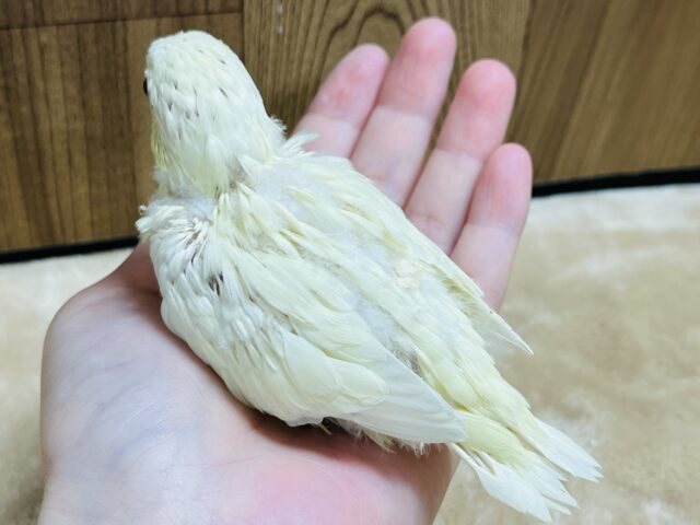 サザナミインコ