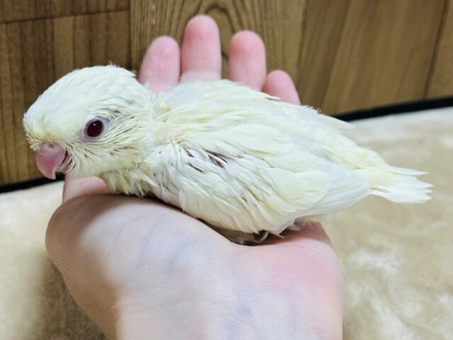 サザナミインコ