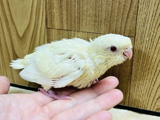 サザナミインコ