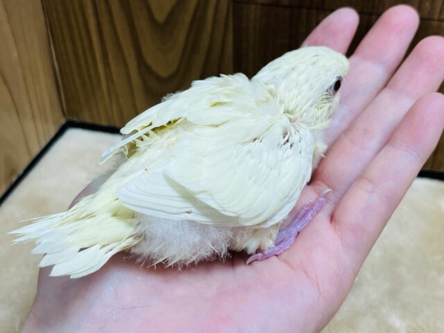 サザナミインコ