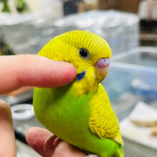 【最新画像・動画更新🪄ひとり餌☆】あざとい系インコ♡セキセイインコ(スパングル) ヒナ
