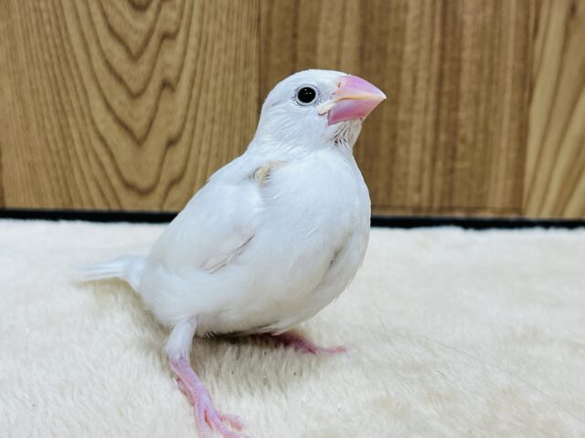 白文鳥