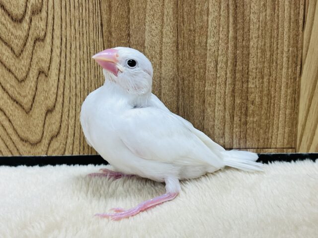 【最新画像更新🪄】迷惑そうな表情が逆にっっっ　惹かれます～　白文鳥～～