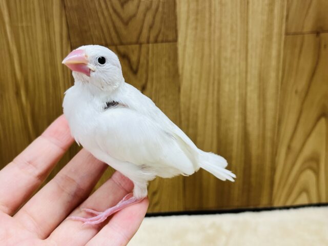 白文鳥