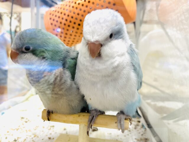 オキナインコ