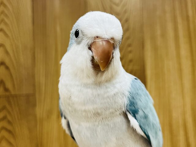 オキナインコ