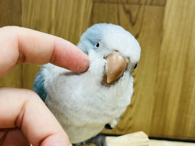 オキナインコ