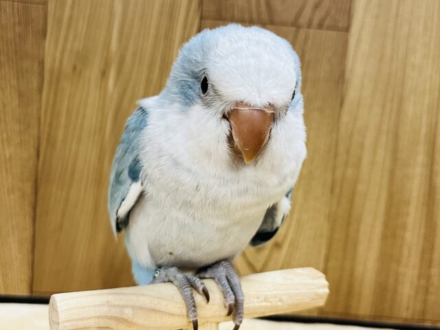 オキナインコ