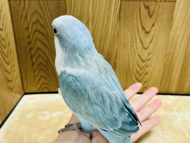 オキナインコ