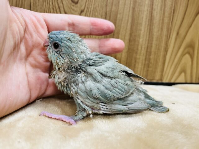 サザナミインコ