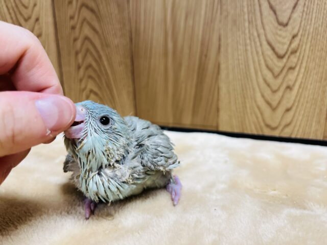 サザナミインコ