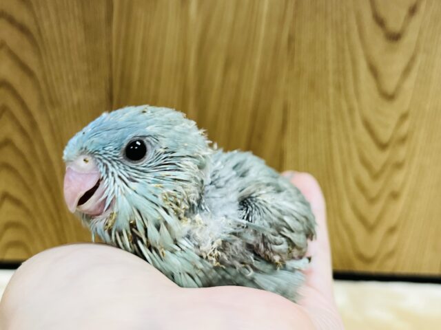 サザナミインコ